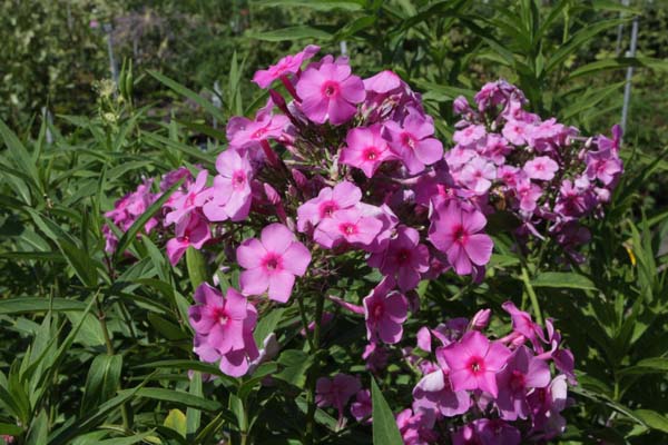 Phlox paniculata 'Sommerbouquet'