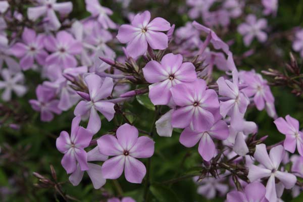 PHLOX paniculata 'October Red'