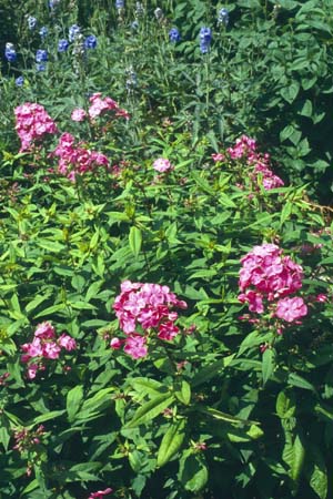 PHLOX paniculata 'Rijnstroom