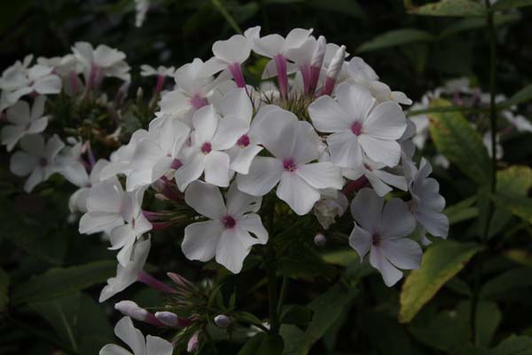 PHLOX paniculata 2010B