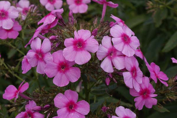 Phlox paniculata 'Sommerlicht'