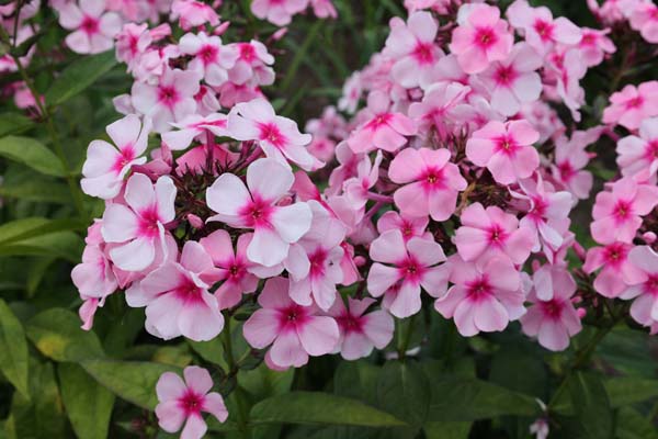 Phlox paniculata 'Rosovaja Skazka'