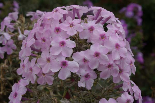 Phlox paniculata 'Errötendes Mädchen'