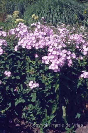 Phlox paniculata 'Rosa Pastell'