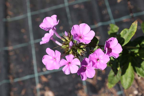 Phlox paniculata 'Summer Ocean'