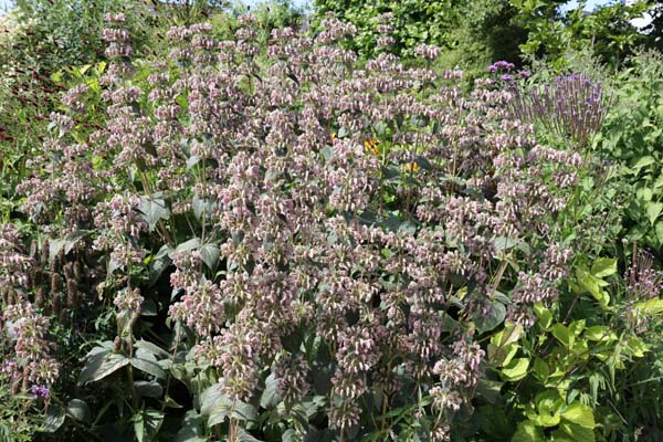 Phlomis samia (echt)