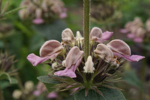 Phlomis samia (echt)