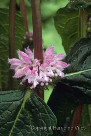 Phlomis tuberosa 'Amazone'
