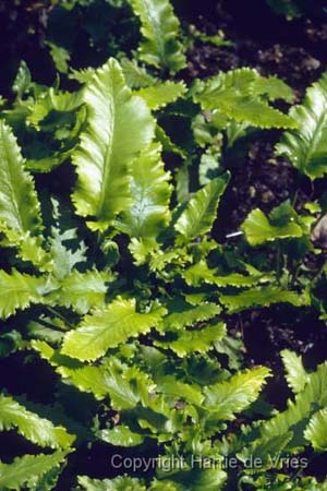 Phyllitis scolopendrium 'Angustifolia'