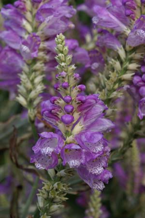 Physostegia virginiana 'Variegata'