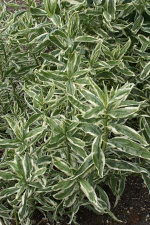 Physostegia virginiana 'Variegata'