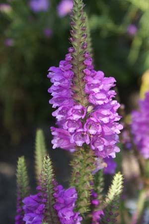 Physostegia virginiana 'Vivid'