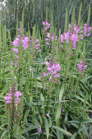 Physostegia virginiana 'Vivid'