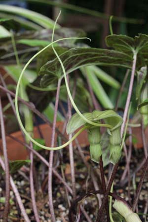 Pinellia cordata