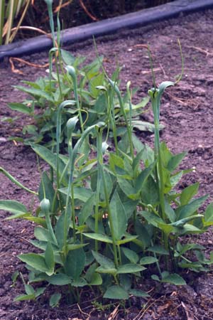 PINELLIA ternata