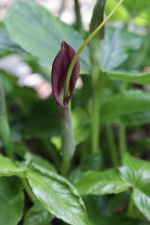 Pinellia tripartita 'Atropurpurea'