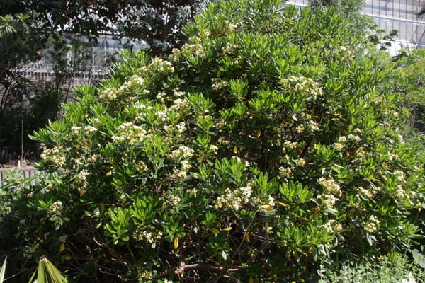 Pittosporum