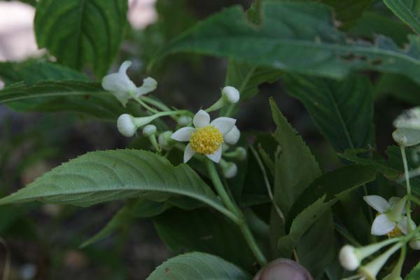 Platycrater arguta