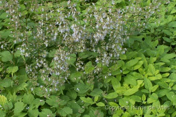 Plectranthus excisus