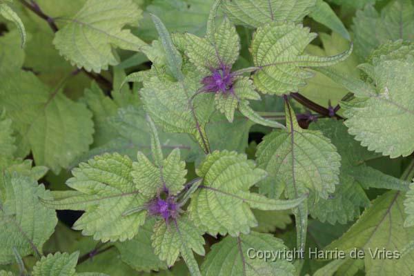 Plectranthus excisus