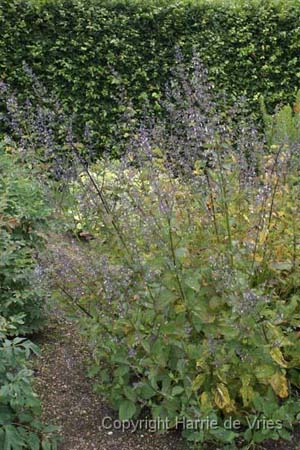 Plectranthus glaucocalyx