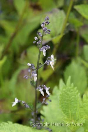 Plectranthus glaucocalyx