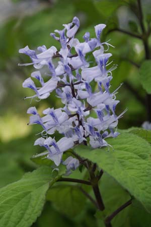 Plectranthus zuluensis