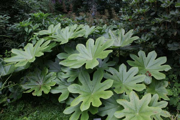 Podophyllum versipelle