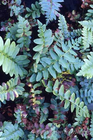 Polystichum acrostichoides