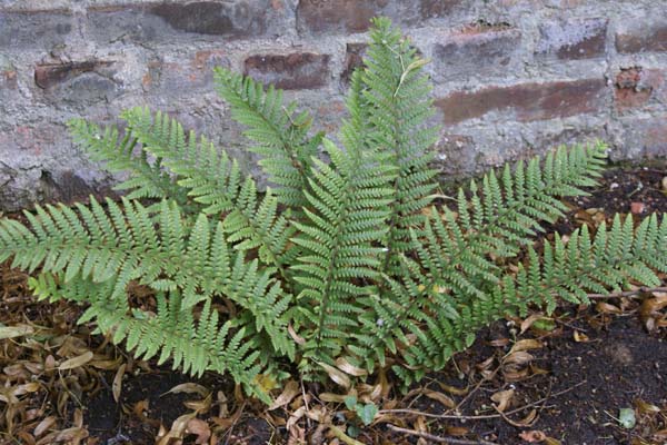 POLYSTICHUM andersonii