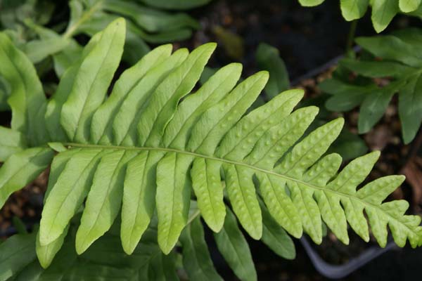 Polypodium cambricum