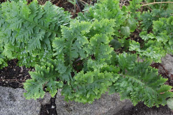 Polypodium cambricum 'Pulchritudine'