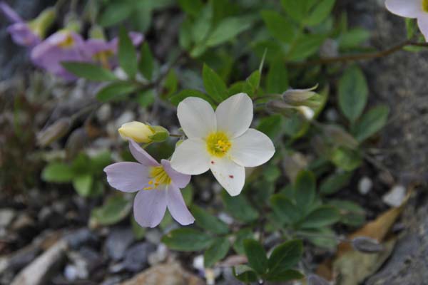 Polemonium carneum