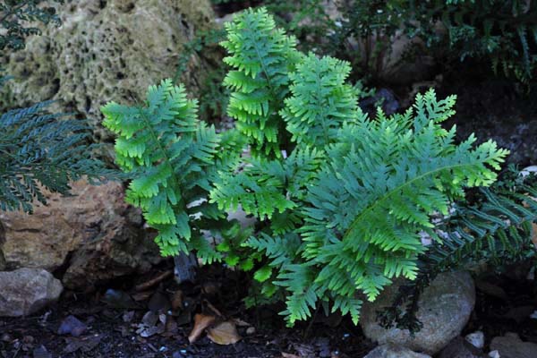 Polypodium cambricum 'Pulcherrimum Addison'