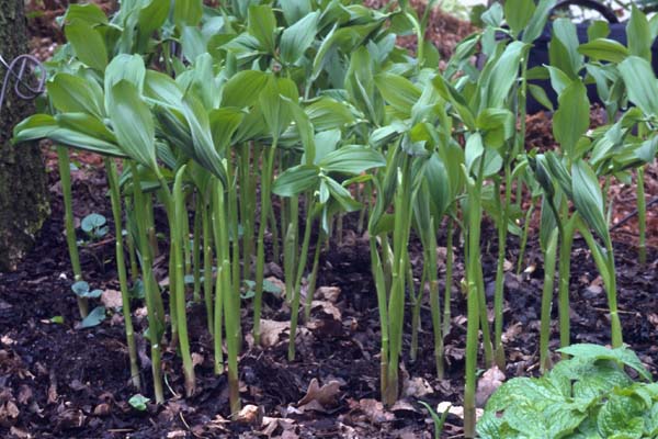 Polygonatum hirtum (latifolium)