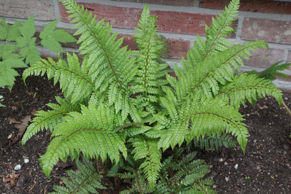 Polystichum makinoi