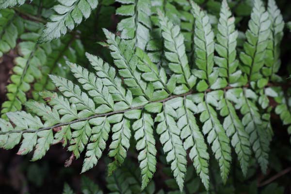 Polystichum makinoi