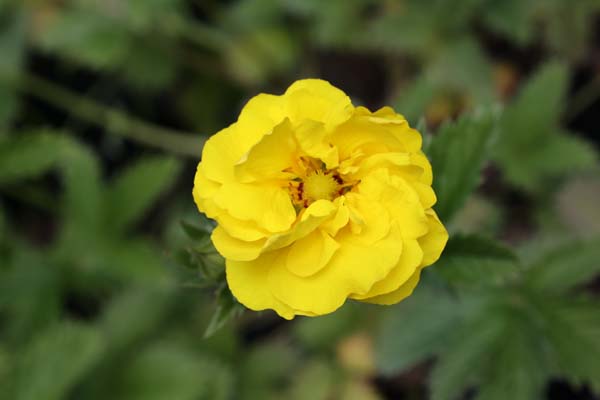 Potentilla 'Mont d'Or'