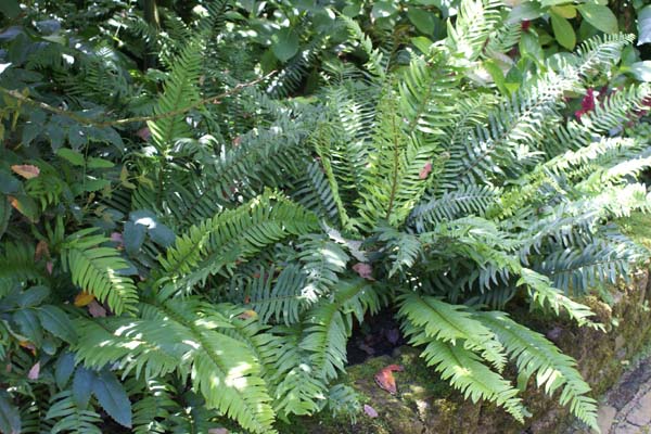 Polystichum munitum