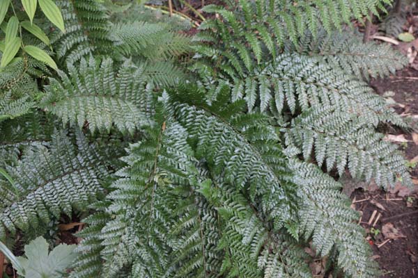 Polystichum neolobatum