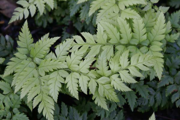 Polystichum rigens