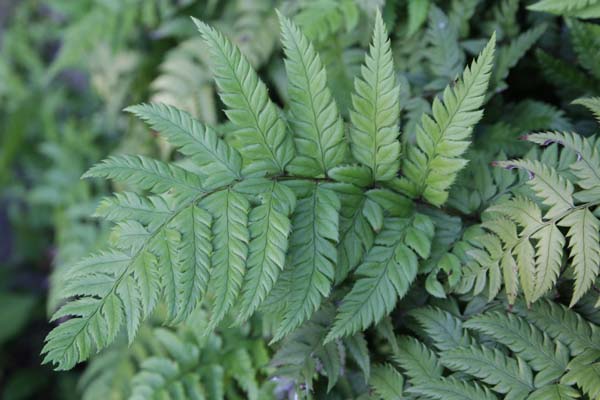 Polystichum rigens