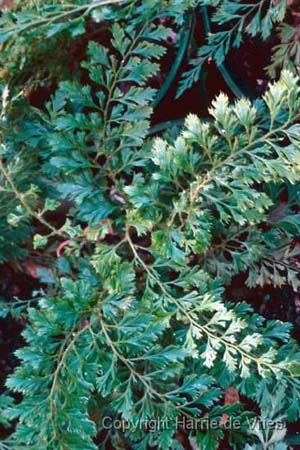 Polystichum setiferum 'Cristato Pinnulum'