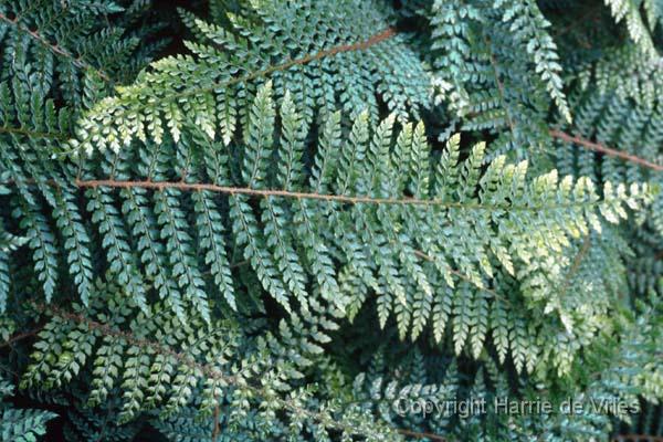 Polystichum setiferum 'Mad. Pattii'