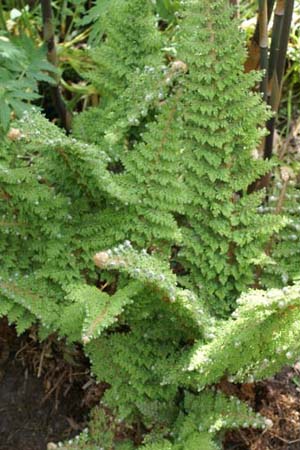 Polystichum setiferum 'Plumosomultilobum'