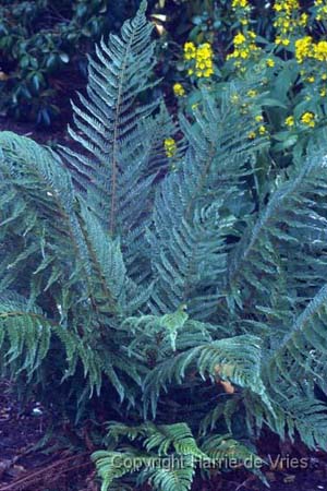 POLYSTICHUM setiferum 'Plumosum Bevis'