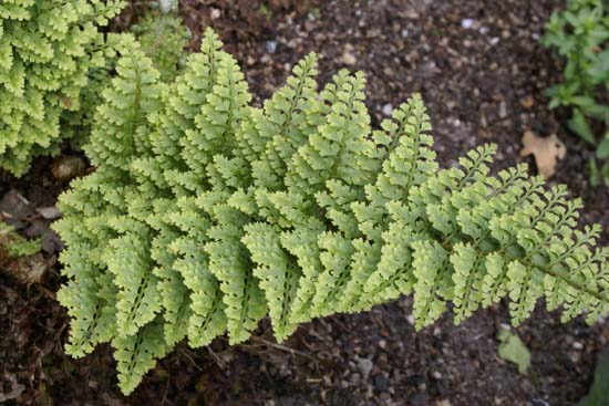 Polystichum