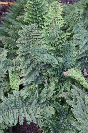 Polystichum setiferum 'Baldwinii'