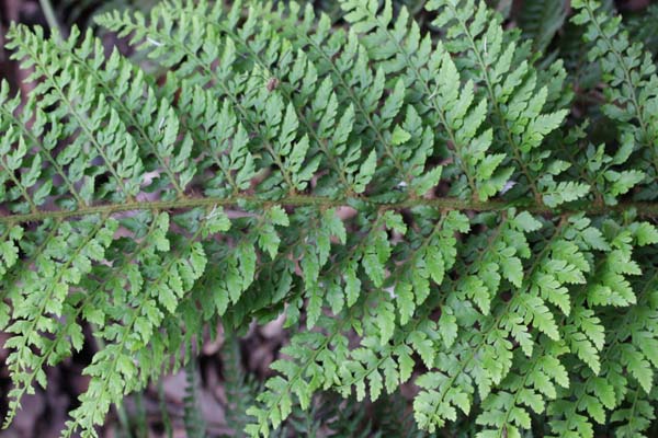 Polystichum setiferum 'Foliosum Superbum'