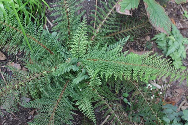 Polystichum setiferum ex 'Bland'